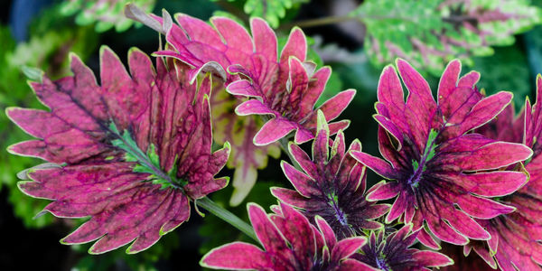 Close-up of pink flowering plant leaves