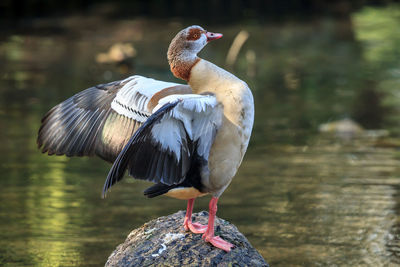 Close-up of duck on rock by lake