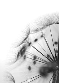 Close-up of dandelion against sky