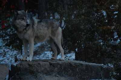 Portrait of wolf outdoors