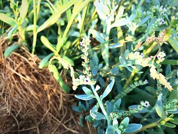 Close-up of plant