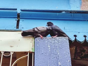 Pigeons perching on metal against wall