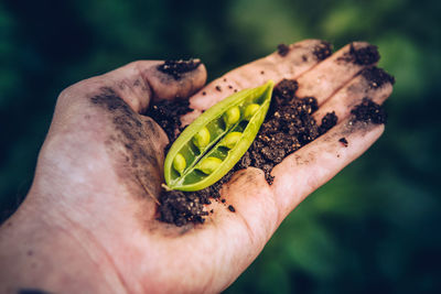 Close-up of hand holding leaf