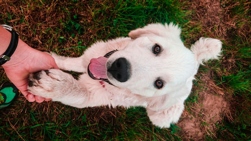 High angle view of dog sticking out tongue