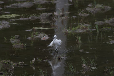 Birds swimming in lake