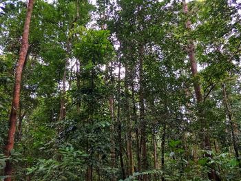 Low angle view of trees in forest