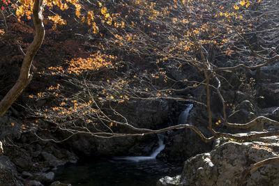 View of waterfall in forest