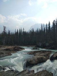 Scenic view of river flowing amidst trees against sky