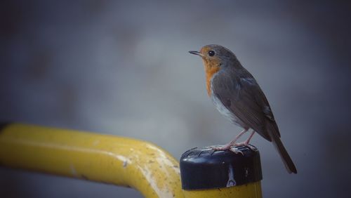 Close-up of bird perching on metal