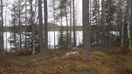 Pine trees in forest