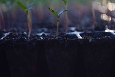 Close-up of food on plant