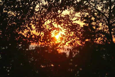 Sun shining through trees