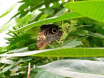 Close-up of butterfly on plant