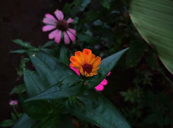 High angle view of purple flowering plant