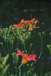 Close-up of red flowering plant