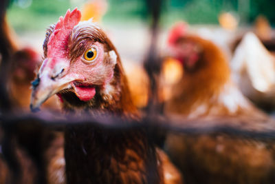 Close-up of hen in cage at farm