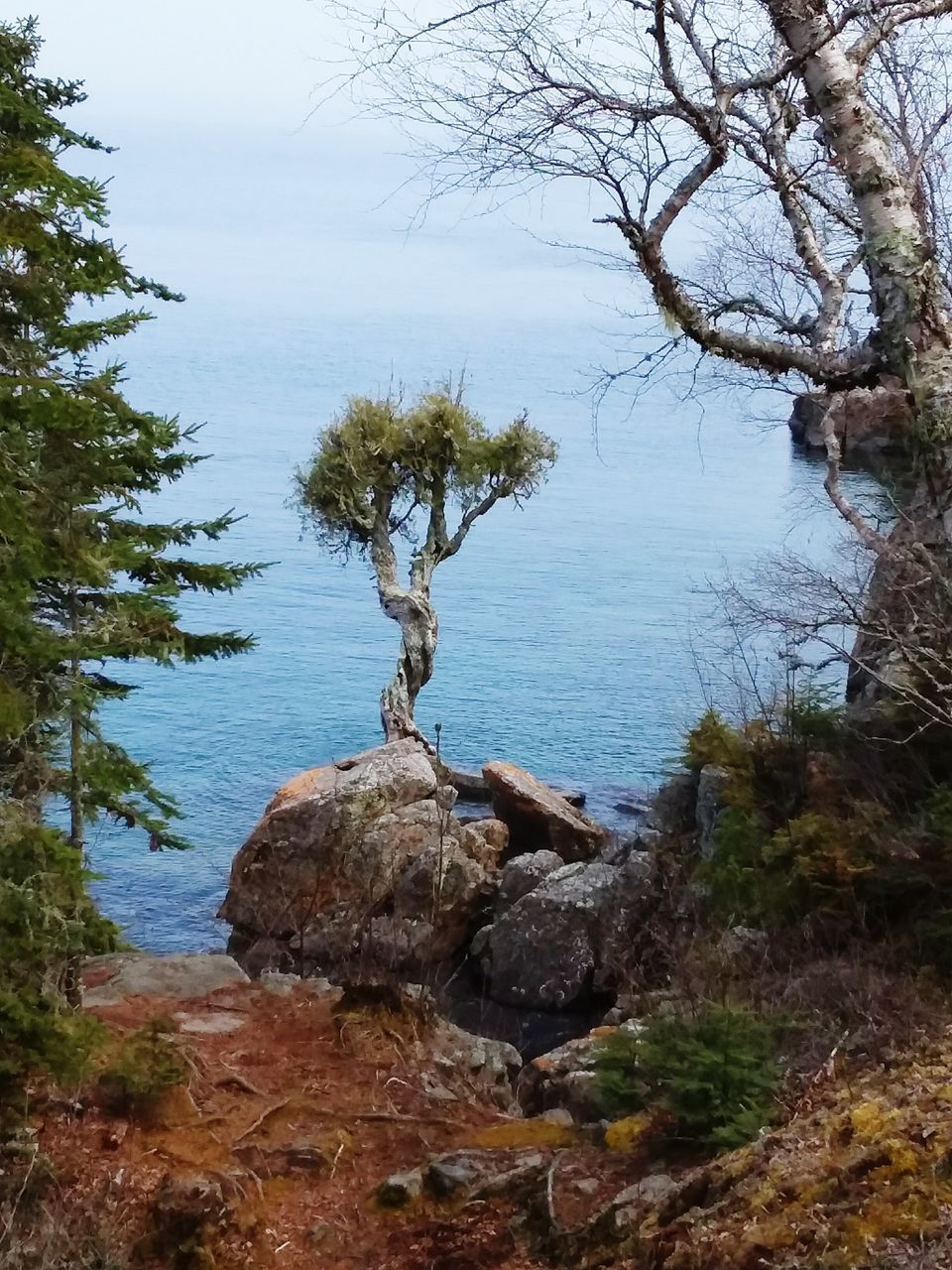 SCENIC VIEW OF ROCKS AND TREES BY LAKE