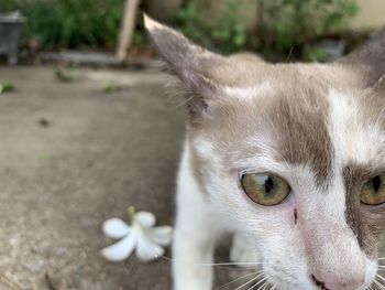 Close-up portrait of a cat