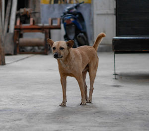 Portrait of dog standing on footpath