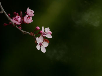 Close-up of pink cherry blossoms in spring