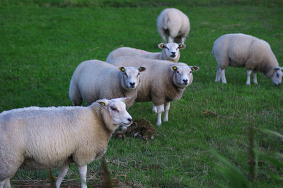 Sheep on field