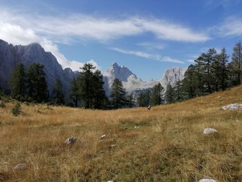 View of trees on field against sky