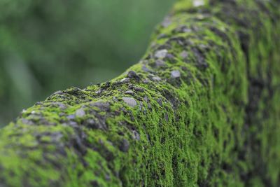 Close-up of moss on tree trunk