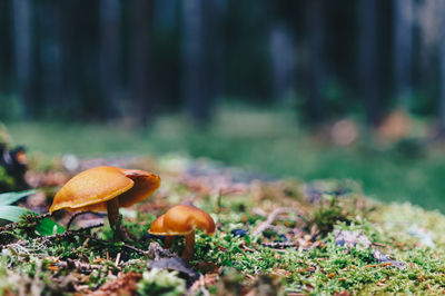 Close-up of mushroom growing on field