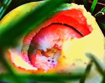 Close-up of red rose flower