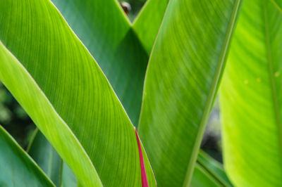 Leaves and lines of the bird of paradise plant