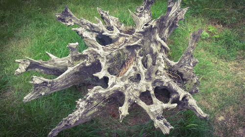 Close-up of tree trunk