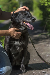 Black dog holding camera at home