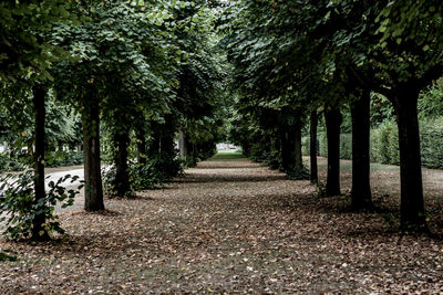 Footpath amidst trees in park