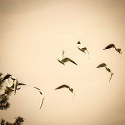 Low angle view of birds flying