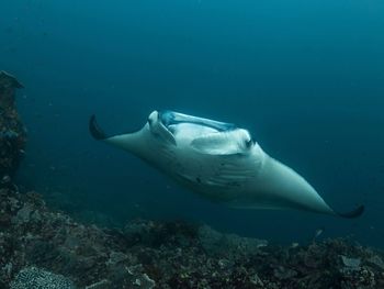 Low angle view of stingray swimming in sea