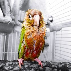 Close-up of parrot perching in cage