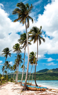 Palm trees on beach against sky