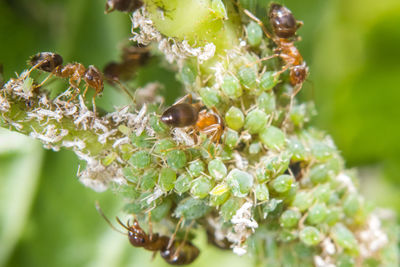Close-up of bee on flower