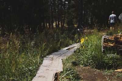 Grass in forest