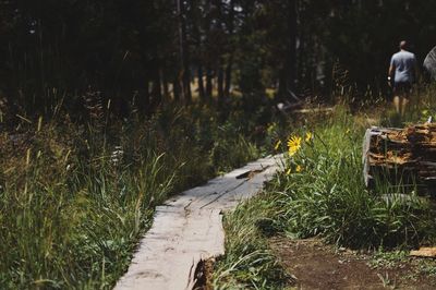 Walkway amidst grass in forest