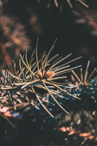 Close-up of pine tree
