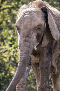 Close-up of elephant