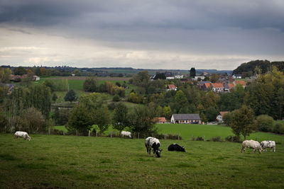 Horses grazing in a field