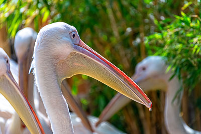 Close-up of pelican