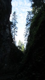 Low angle view of trees in forest