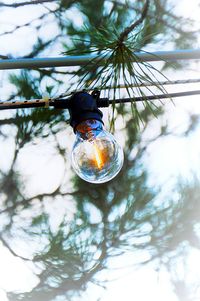 Low angle view of water hanging from tree against sky