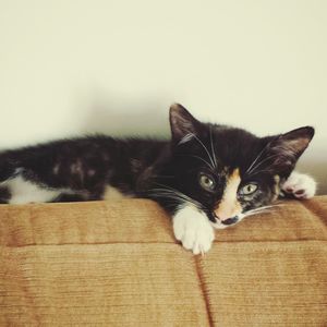 Close-up portrait of a cat