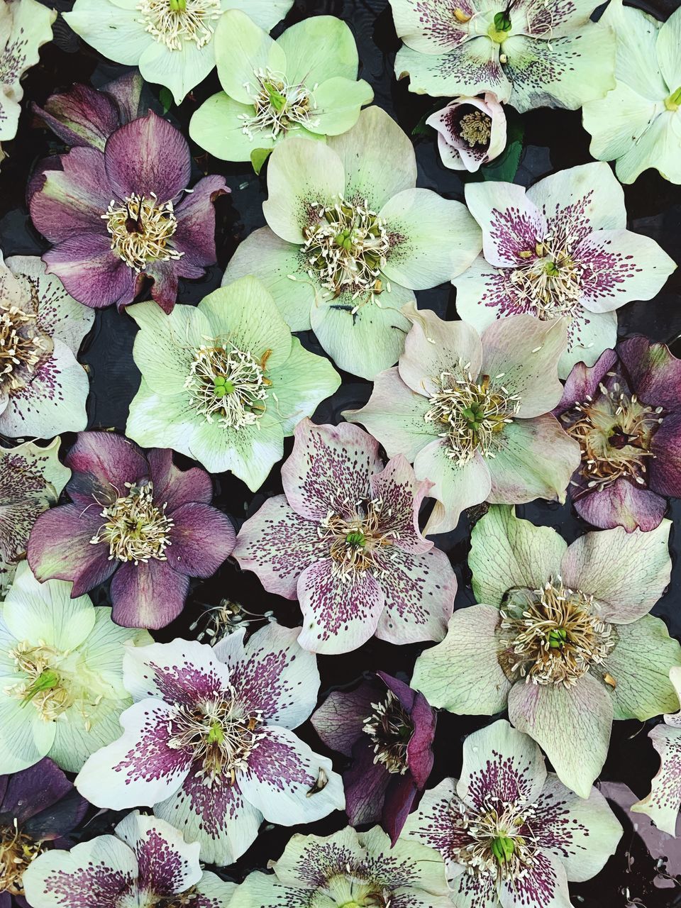 HIGH ANGLE VIEW OF FLOWERING PLANT