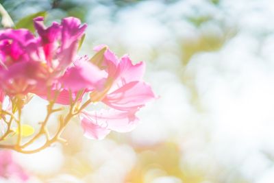 Close-up of pink flowers