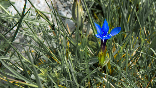 Close-up of purple crocus flower on field